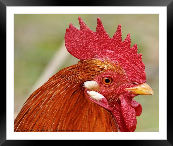 Mr Chicken Licken Framed Mounted Print by Julie Ormiston