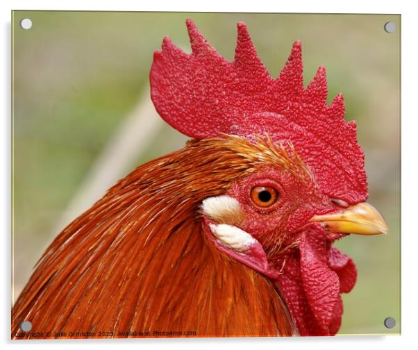 Mr Chicken Licken Acrylic by Julie Ormiston