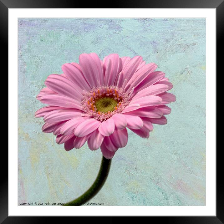 Gerbera on Textured Background Framed Mounted Print by Jean Gilmour