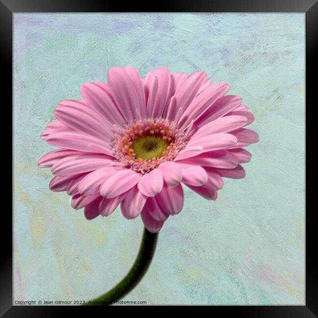 Gerbera on Textured Background Framed Print by Jean Gilmour