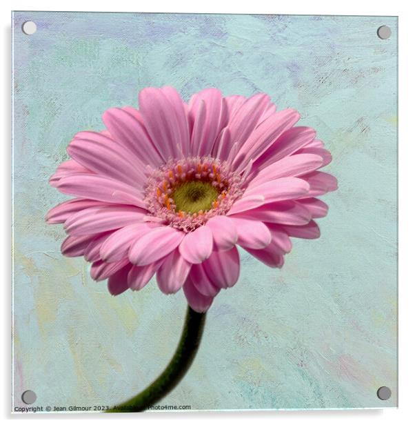 Gerbera on Textured Background Acrylic by Jean Gilmour