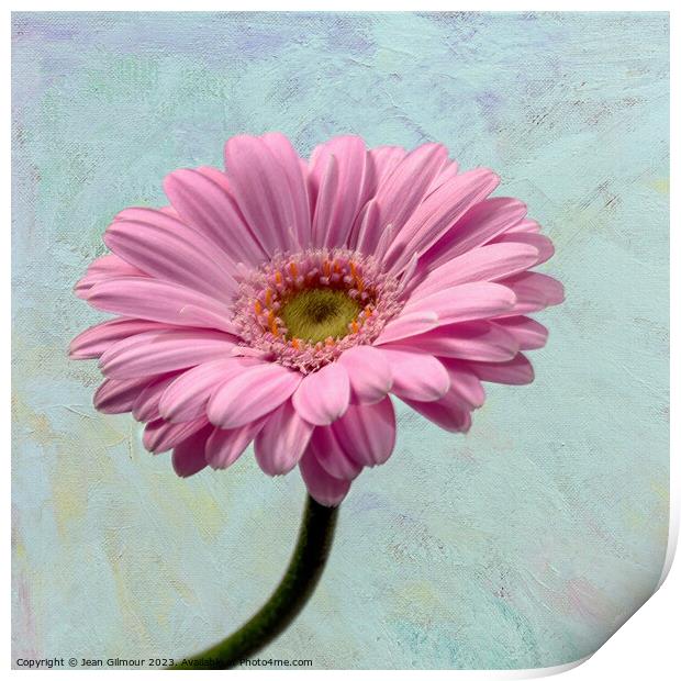 Gerbera on Textured Background Print by Jean Gilmour