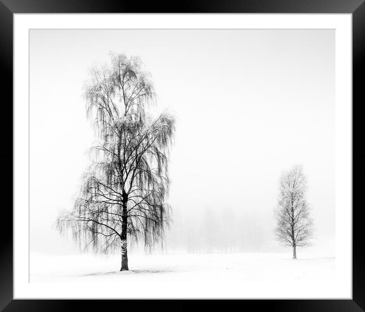 Winter Birches Framed Mounted Print by Peter Paterson
