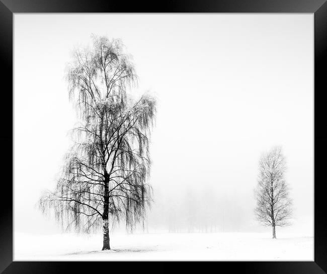Winter Birches Framed Print by Peter Paterson