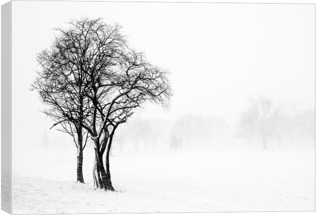 Winter scene of Trees  Canvas Print by Peter Paterson