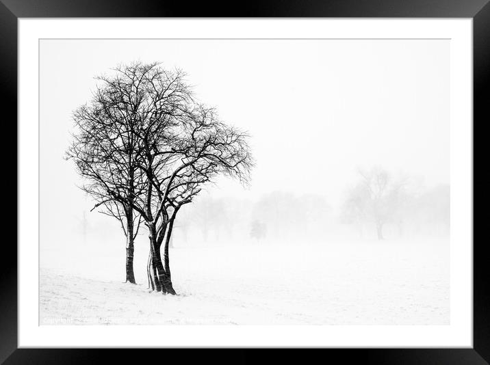 Winter scene of Trees  Framed Mounted Print by Peter Paterson