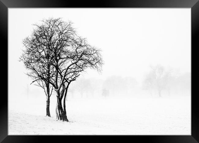 Winter scene of Trees  Framed Print by Peter Paterson