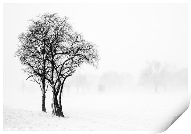 Winter scene of Trees  Print by Peter Paterson