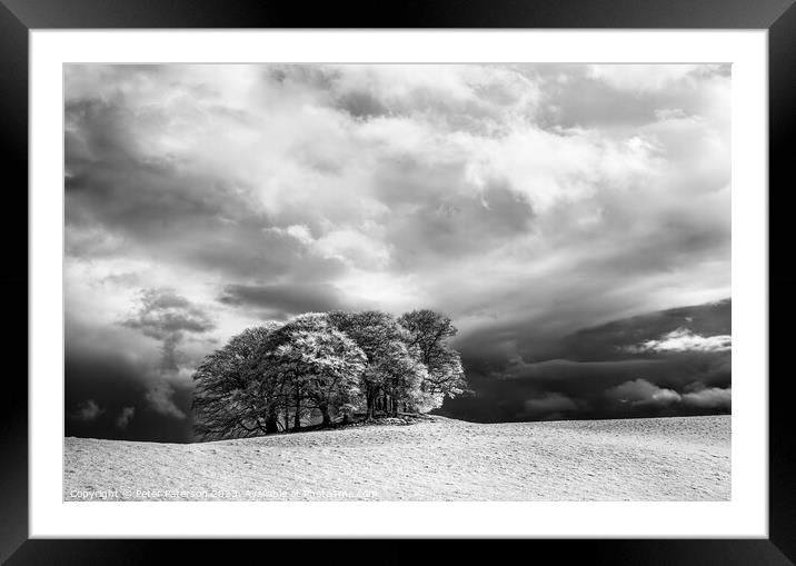 Copse of Trees in Infrared Framed Mounted Print by Peter Paterson