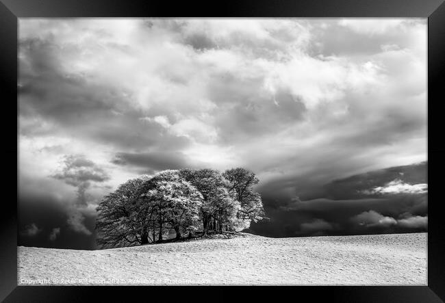 Copse of Trees in Infrared Framed Print by Peter Paterson