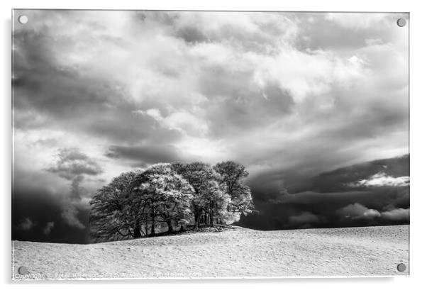 Copse of Trees in Infrared Acrylic by Peter Paterson