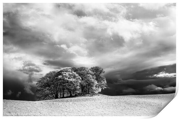 Copse of Trees in Infrared Print by Peter Paterson