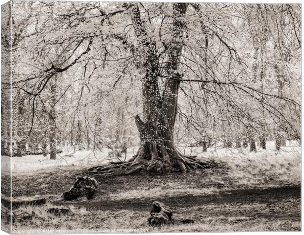 Old Beech Tree Canvas Print by Peter Paterson