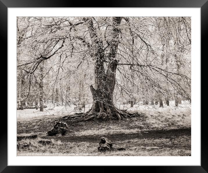 Old Beech Tree Framed Mounted Print by Peter Paterson
