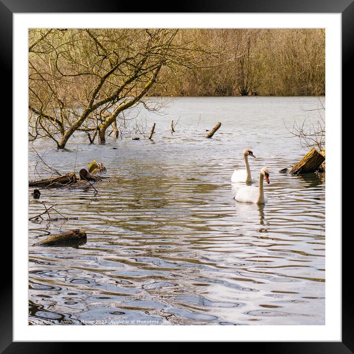 Daventry Country Park Framed Mounted Print by Anthony Moore