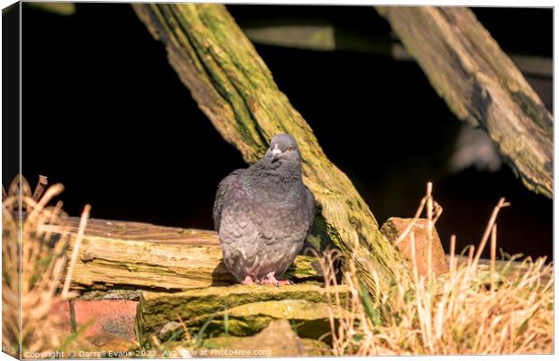 Pigeon Canvas Print by Darrell Evans