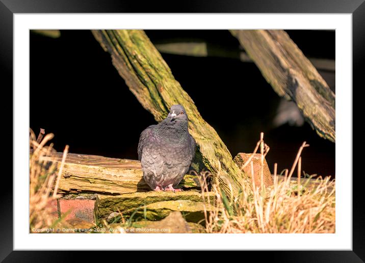 Pigeon Framed Mounted Print by Darrell Evans