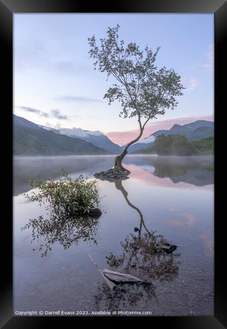 Llyn Padarn Lone Tree Framed Print by Darrell Evans