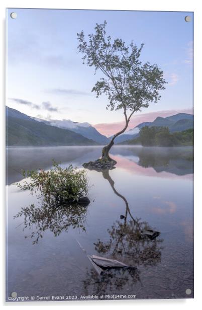 Llyn Padarn Lone Tree Acrylic by Darrell Evans