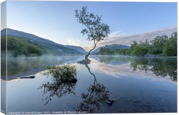 Lonely Tree at Llyn Padarn Canvas Print by Darrell Evans