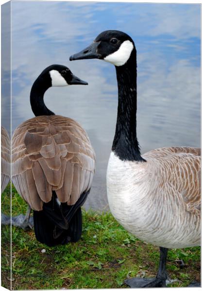 Canada Goose Canadian Geese Wild Bird Canvas Print by Andy Evans Photos
