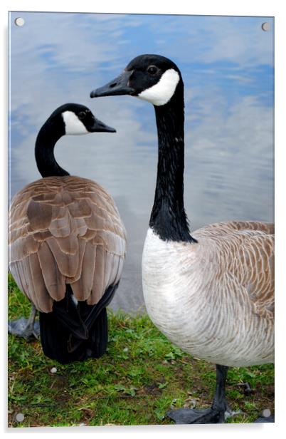Canada Goose Canadian Geese Wild Bird Acrylic by Andy Evans Photos