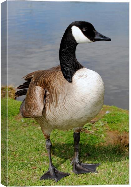 Canada Goose Canadian Geese Wild Bird Canvas Print by Andy Evans Photos