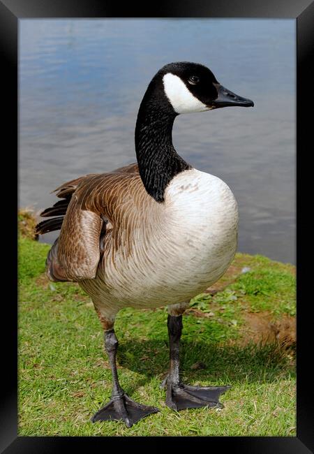 Canada Goose Canadian Geese Wild Bird Framed Print by Andy Evans Photos