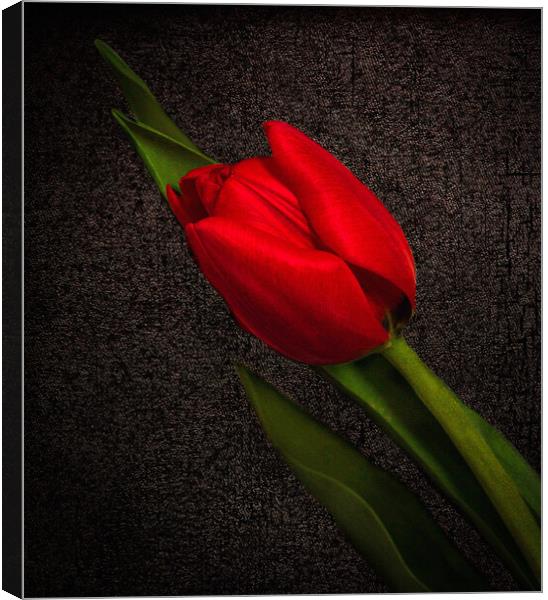Red Tulip on Black Canvas Print by Jean Gilmour