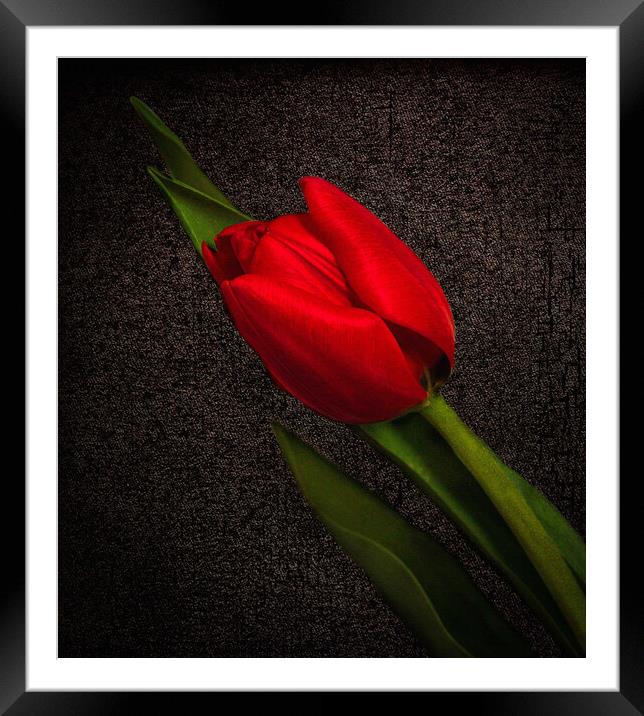 Red Tulip on Black Framed Mounted Print by Jean Gilmour