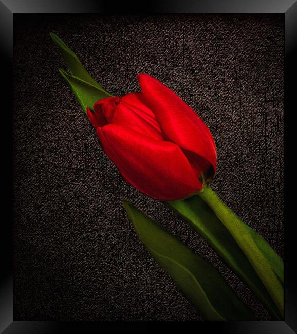 Red Tulip on Black Framed Print by Jean Gilmour