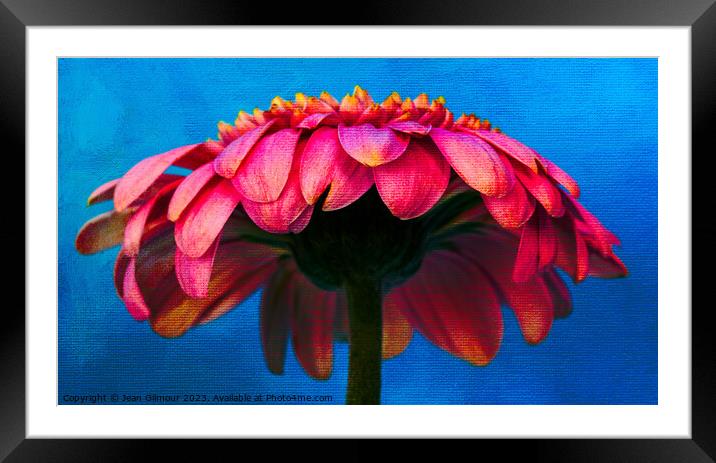 Gerbera Umbrella  Framed Mounted Print by Jean Gilmour