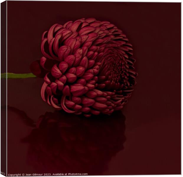 Dahlia with reflection Canvas Print by Jean Gilmour
