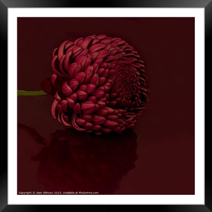 Dahlia with reflection Framed Mounted Print by Jean Gilmour