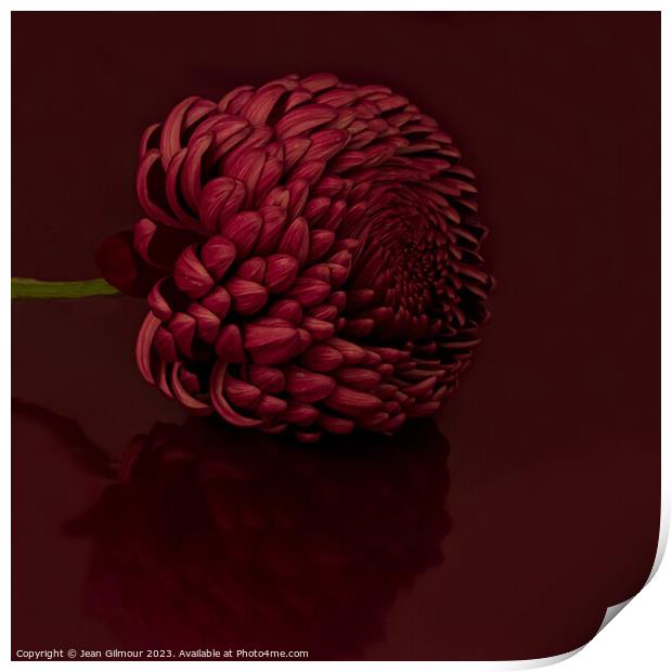 Dahlia with reflection Print by Jean Gilmour