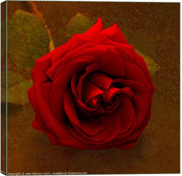 Red Rose on Gold Canvas Print by Jean Gilmour