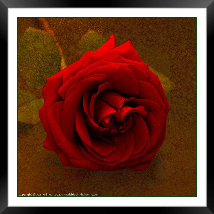 Red Rose on Gold Framed Mounted Print by Jean Gilmour