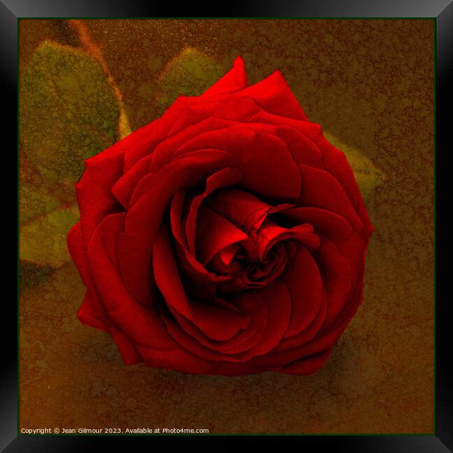 Red Rose on Gold Framed Print by Jean Gilmour