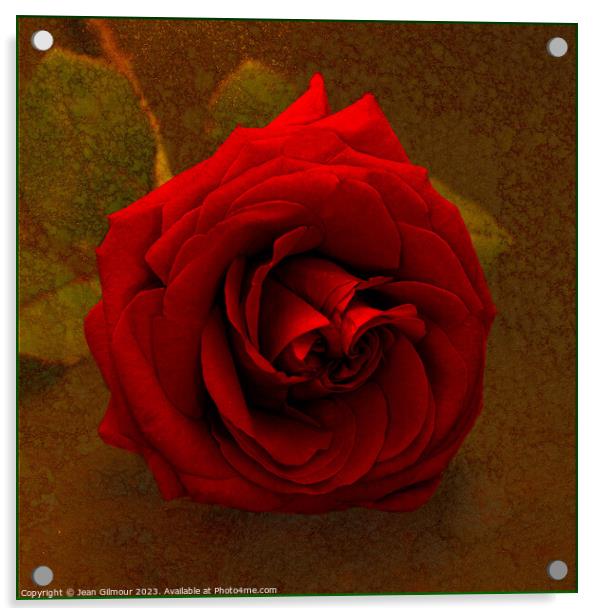 Red Rose on Gold Acrylic by Jean Gilmour