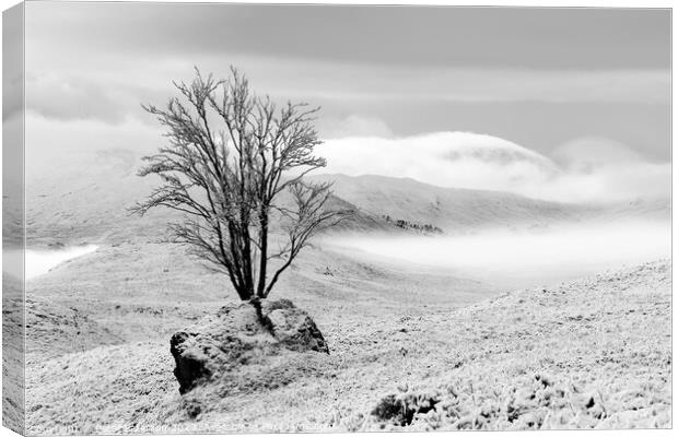 Tree in Rock in winter Canvas Print by Peter Paterson