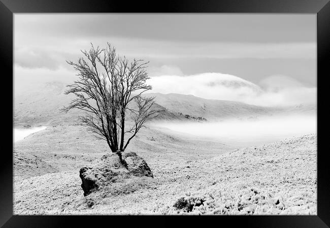 Tree in Rock in winter Framed Print by Peter Paterson