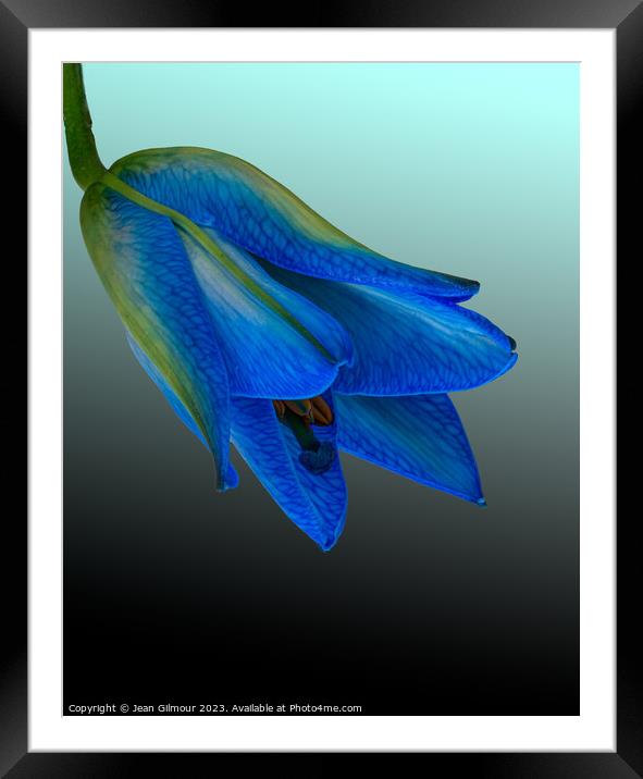 Blue Lily Framed Mounted Print by Jean Gilmour