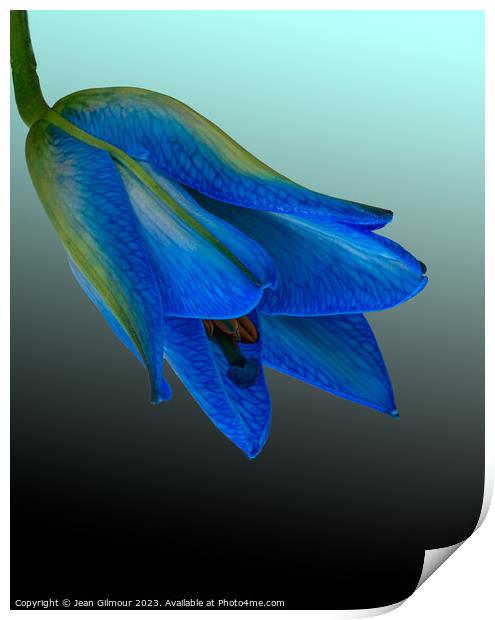 Blue Lily Print by Jean Gilmour
