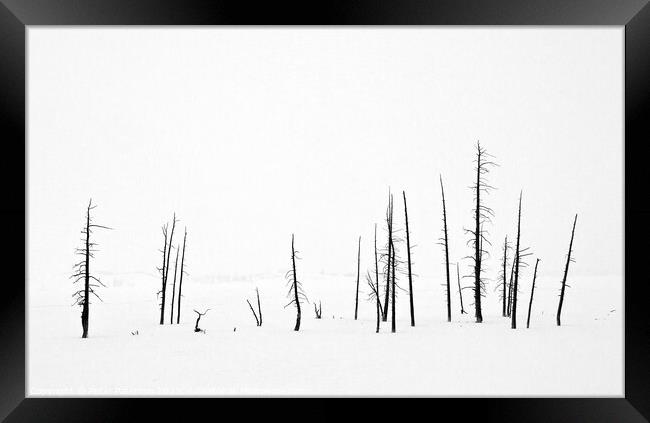 Lodge Pole Pines in Snow Framed Print by Peter Paterson
