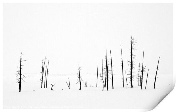 Lodge Pole Pines in Snow Print by Peter Paterson