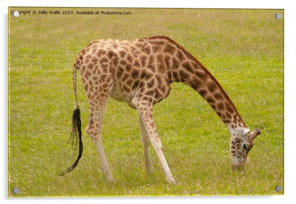 Giraffe grazing Acrylic by Sally Wallis