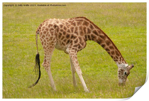 Giraffe grazing Print by Sally Wallis