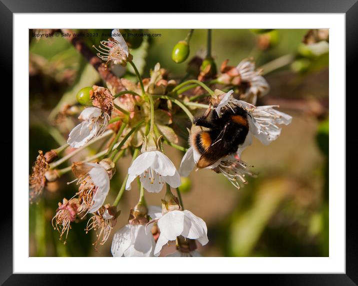 Bee sucking cherry blossom Framed Mounted Print by Sally Wallis