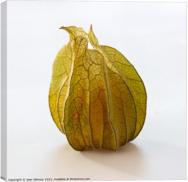 Physalis Canvas Print by Jean Gilmour