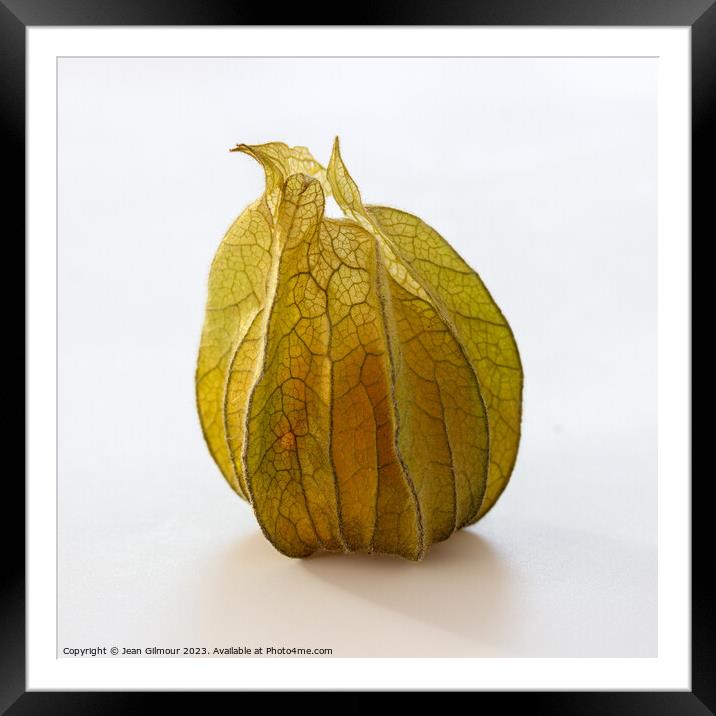 Physalis Framed Mounted Print by Jean Gilmour
